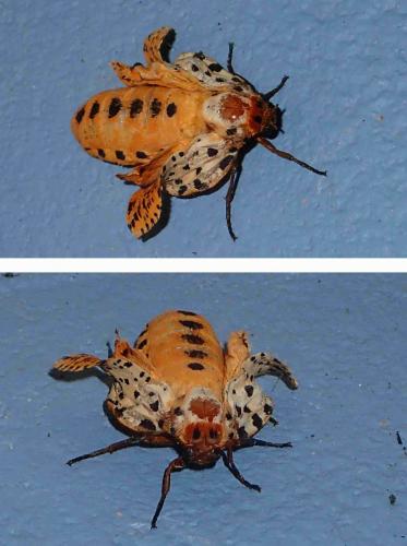Réf. 216 580 : Spilosoma multiguttata